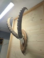 Steinbock aus Graubünden