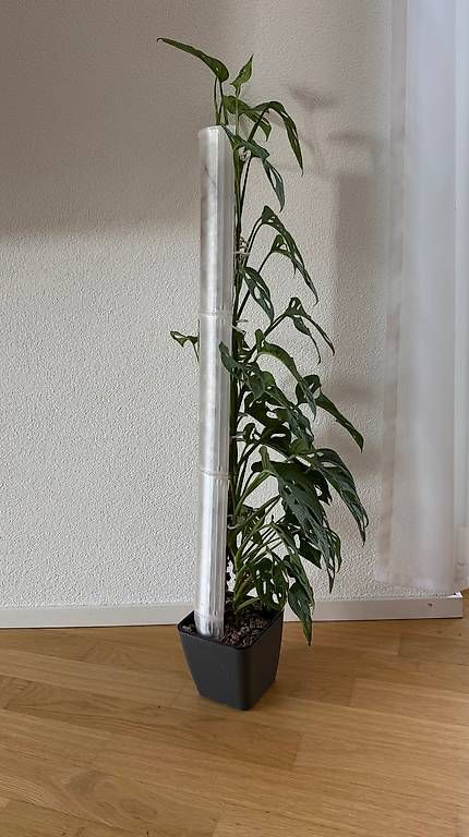 Pflanzen & Samen: Grosse Monstera Adansonii, 90cm, am Mosspole – Neu und originalverpackt aus Aadorf von Arkabraa 1
