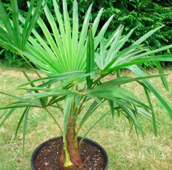20 SAMEN VON TESSINER PALME WINTERFEST Kaufen auf Ricardo
