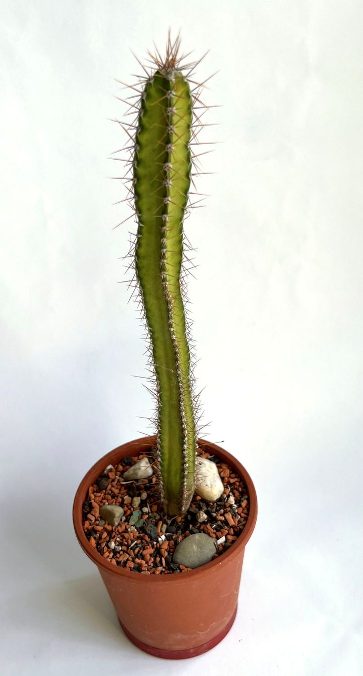Pflanzen & Samen: Säulenkakteen Cereus***** – Neu (gemäss Beschreibung) aus Dübendorf von Orchid18 1