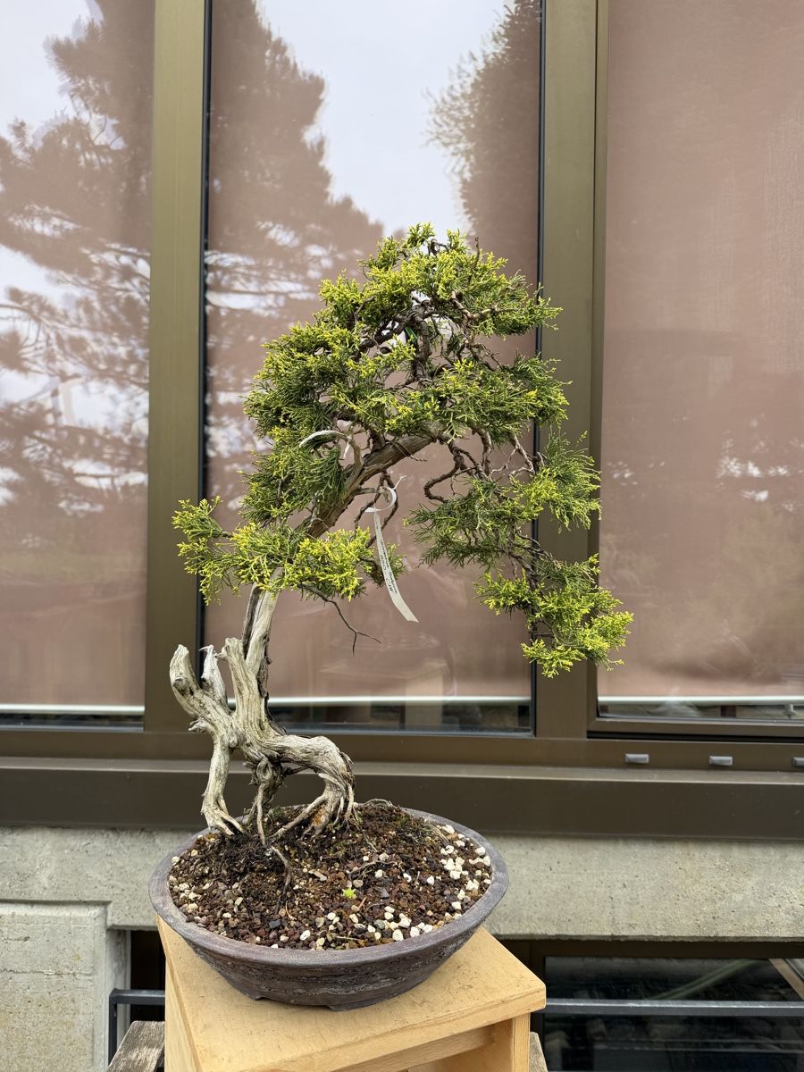 Piante & sementi: Juniperus Sabina /Sabina-Wacholder – Nuovo (secondo la descrizione) da Suhr venduto da BonsaiGutzi