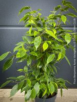Ficus Benjamina Aurea Variegata - gold-panaschiert