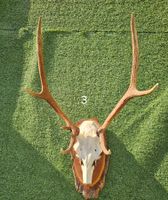 HIRSCH TROPHÄEN UNGERADE 8 SEHR SCHÖN GROS
