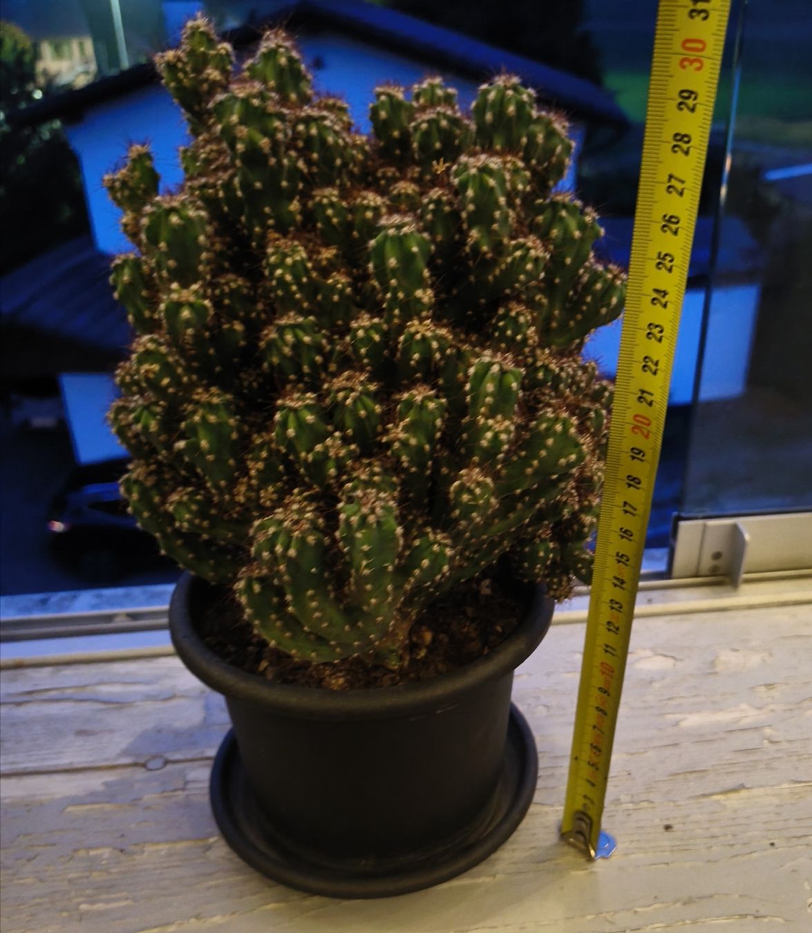 Plantes & graines: Kaktus im 15cm Topf – D'occasion à Konolfingen par S1000RR-Karin 3