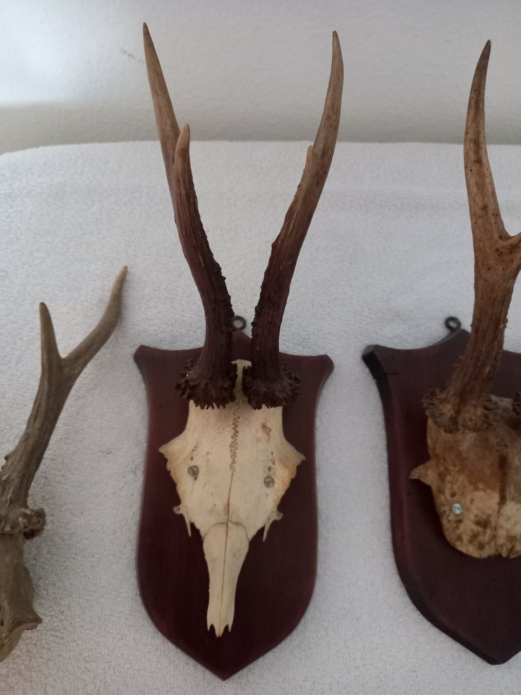 Altre raccolte & rarità: 3 Rehbock Gehörne – Usato da Roggwil BE venduto da Ruefi222 4