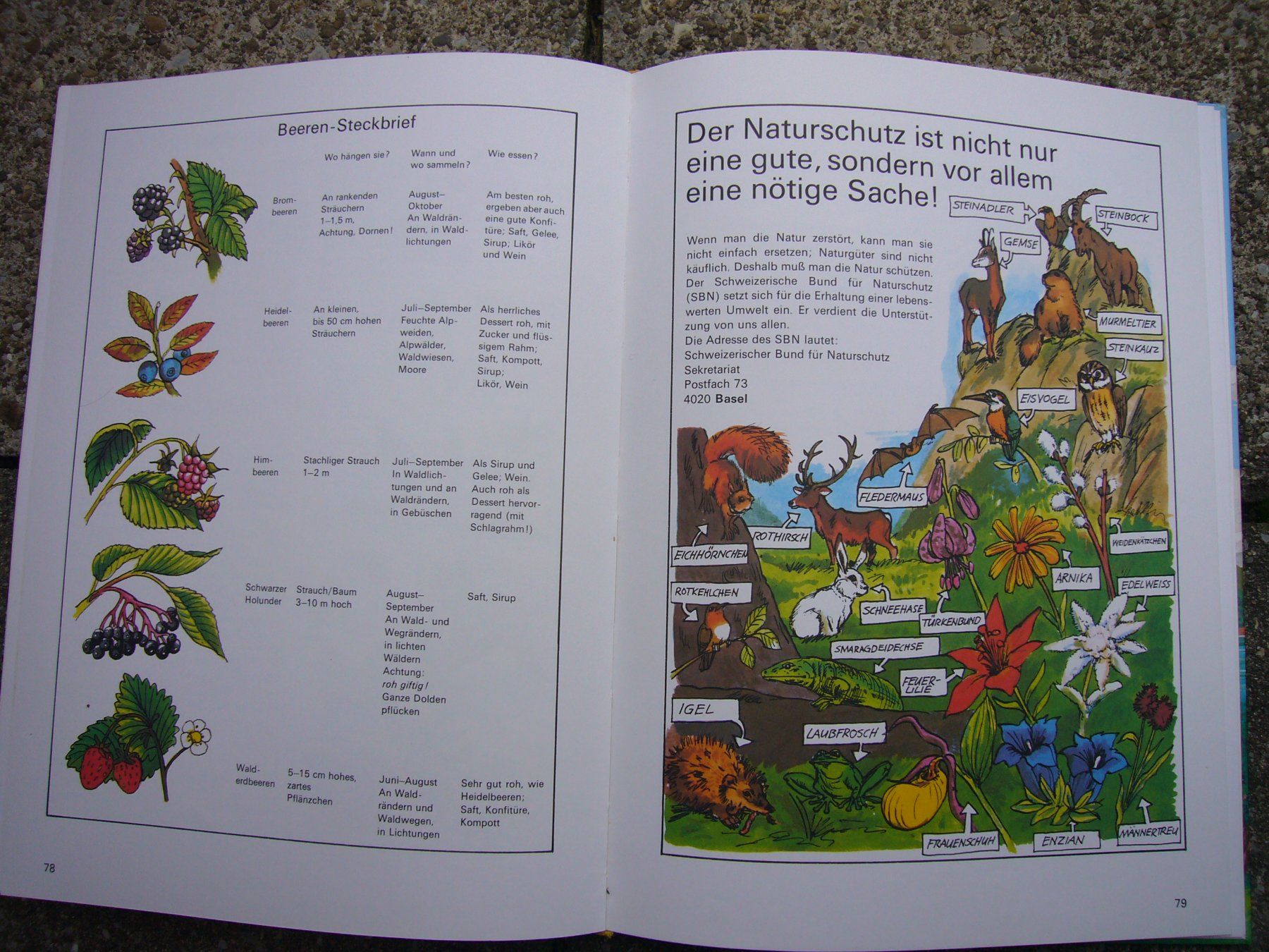 Libri: Kinderbücher "Ringgi+Zofi" – Usato da Weinfelden venduto da Frosch467 3