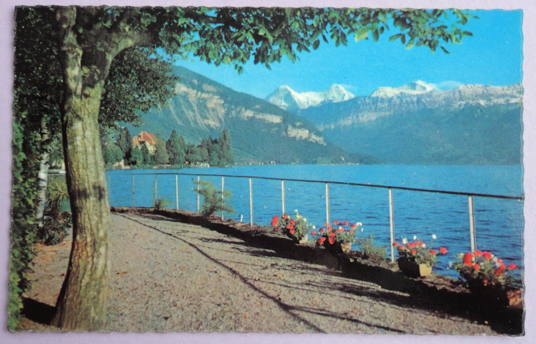 Ansichtskarten: Am Thunersee, Eiger, Mönch, Jungfrau – Gebraucht aus Fétigny von Billy2miny