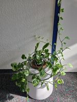 Epipremnum aureum 'N Joy' – lange Ranken über 170 cm, pflege
