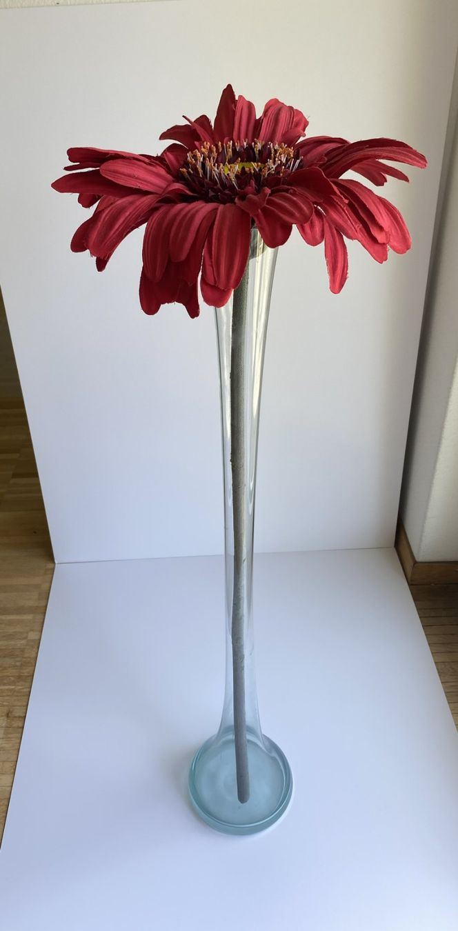 Piante & sementi: Grosse Gerbera XL - Dekoration – Usato da Kilchberg ZH venduto da Tali_1