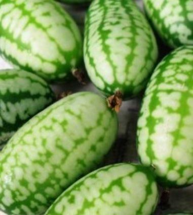 Piante & sementi: 10 SAMEN Mini-Gurke AFRIKANISCHER – Nuovo e nell'imballaggio originale da Rovio venduto da POSITIFFARTandPLANTS 3