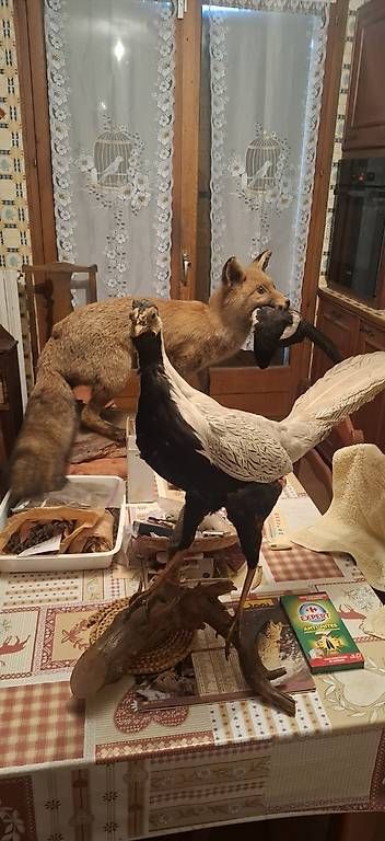 Il mondo degli animali: Divers trophées de chasse  – Usato da Lausanne venduto da gdu_y8kp