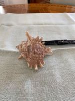 Muschel/Riesenstachelschnecke (?)