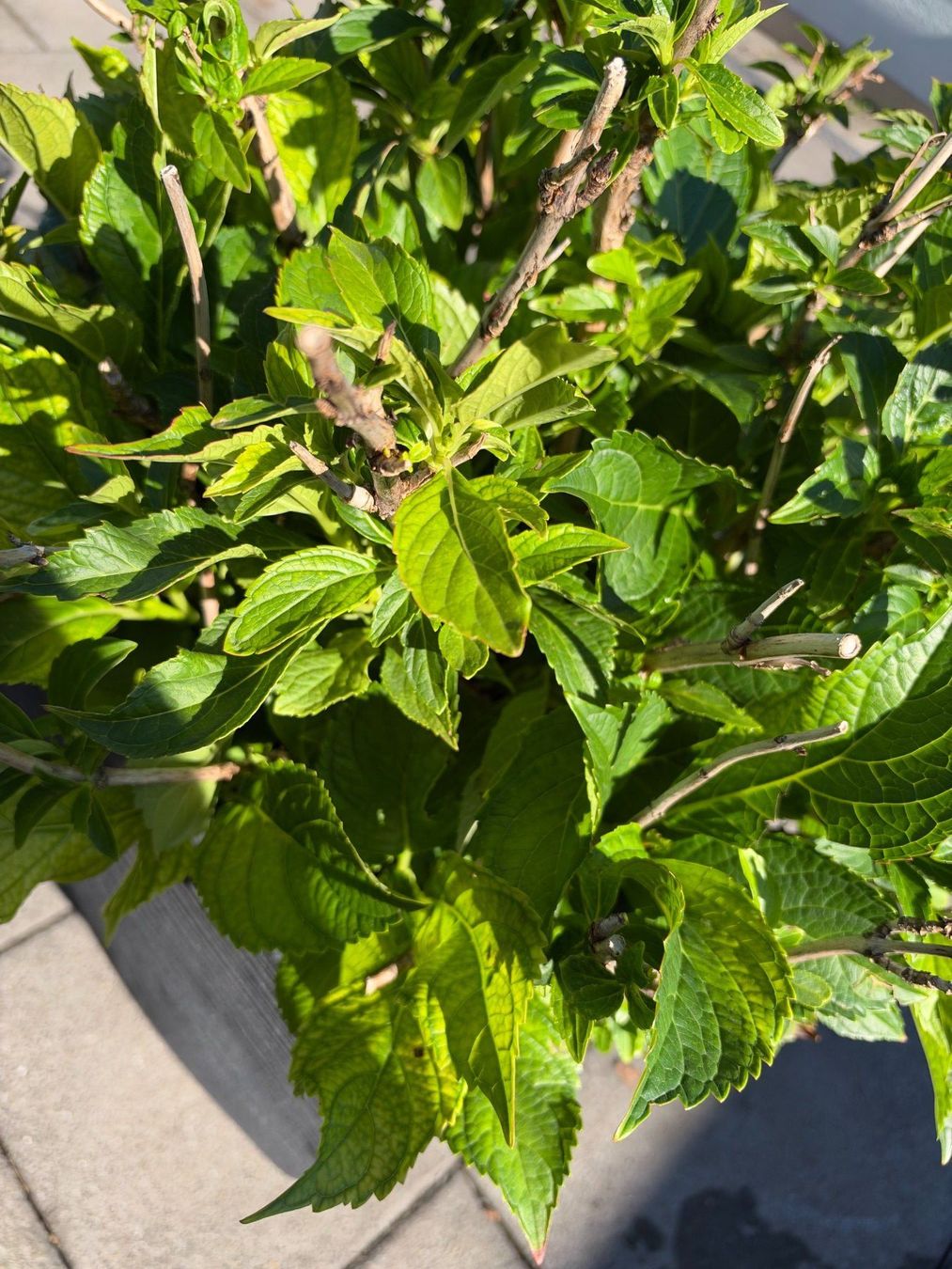 Piante & sementi: Hortensie – Usato da Root venduto da calmchris 3