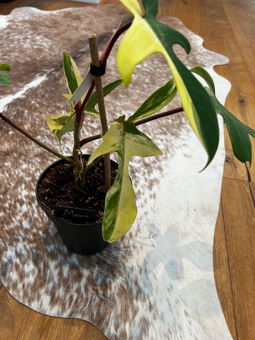 Pflanzen & Samen: Philodendron Florida beauty💛 – Gebraucht aus Wattwil von Mikesplantshop 3