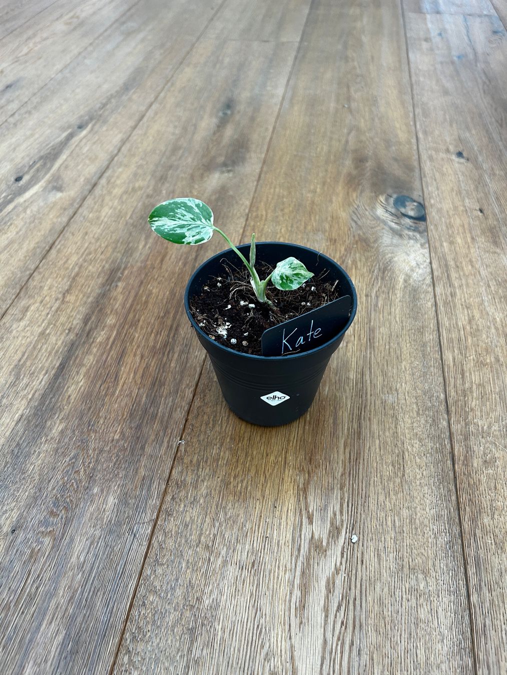 Piante & sementi: Monstera Bulbasur💚 – Nuovo e nell'imballaggio originale da Wattwil venduto da Mikesplantshop 2