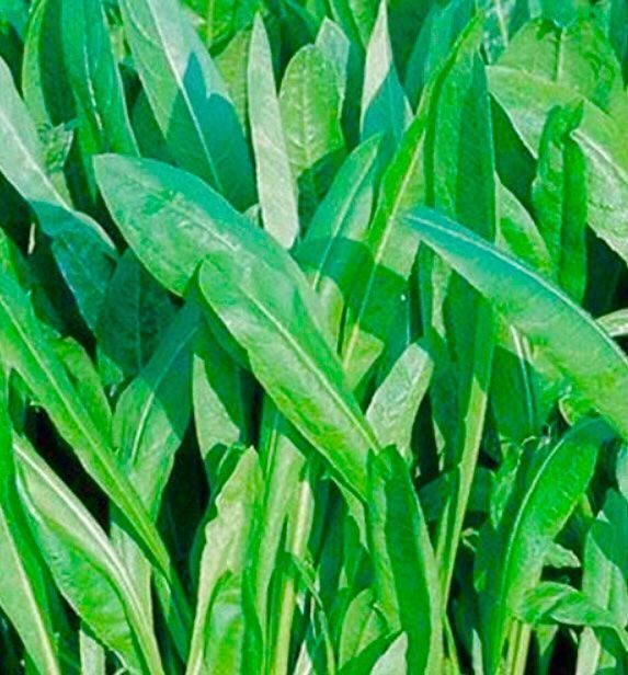 Pflanzen & Samen: Schmalblättrige Zichorie SPADONA 100 Samen – Neu und originalverpackt aus Rovio von POSITIFFARTandPLANTS 3