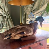 vintage Präparat, Ente, Taxidermie, auf Holzsockel montiert