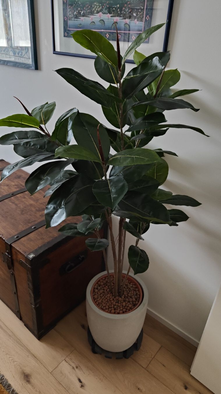 Piante & sementi: Pianta Ficus artificiale – Usato da Lugano venduto da claudio.luga