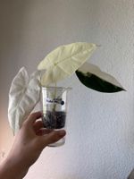 😍 Alocasia Frydek Albo Baby (Nr. 2)