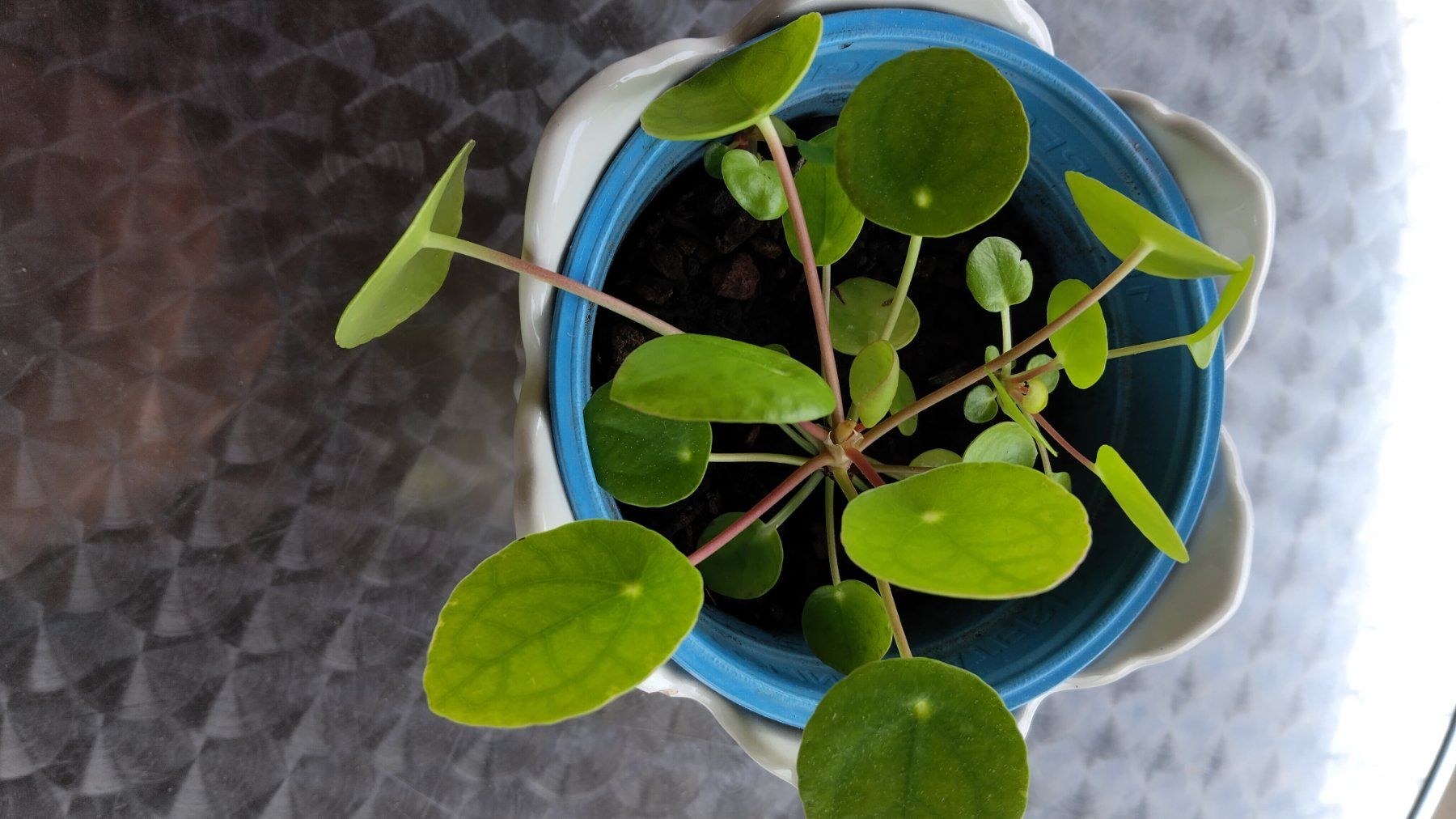Piante & sementi: UFO-Pflanze. Pilea. Glückstaler. – Usato da  venduto da  1