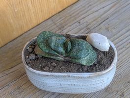 Gasteria armstrongii