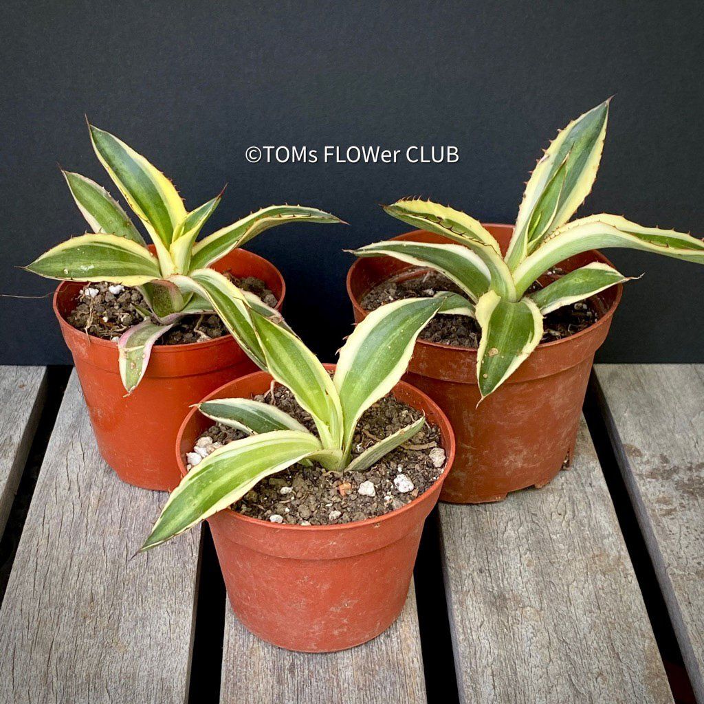 Piante & sementi: Agave Lophantha Variegata Quadricolor - top robust – Nuovo e nell'imballaggio originale da Adliswil venduto da astom369 7