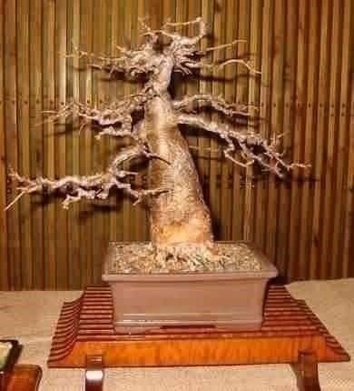 Piante & sementi: GRAINES BAOBAB RARE! 10g – Nuovo (secondo la descrizione) da Bremblens venduto da FIBONACCI369