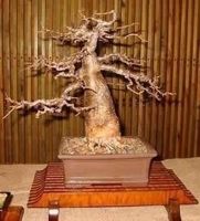 GRAINES BAOBAB RARE! 100g
