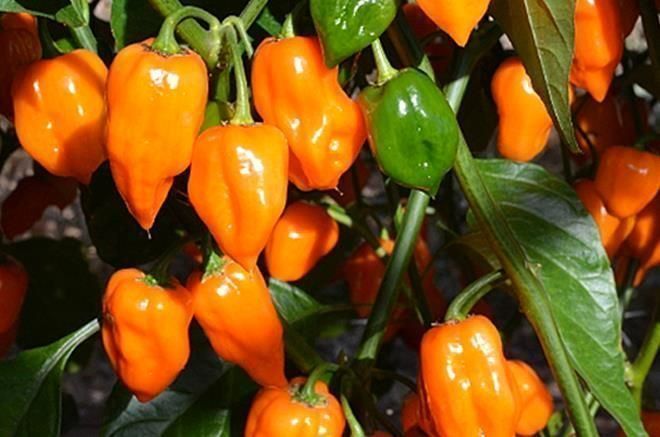 Piante & sementi: 30 Samen Orange Habanero Chilli – Nuovo (secondo la descrizione) da Ehrendingen venduto da VerveinaSamen 2