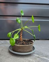 Kleine Pilea Peperomioides Zimmerpflanze