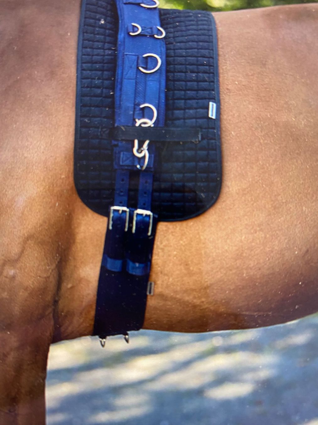 Briglie & Cavezze: Showmaster Longiergurt Komfort - Navy - Cob – Usato da Wohlen AG venduto da Robballantine