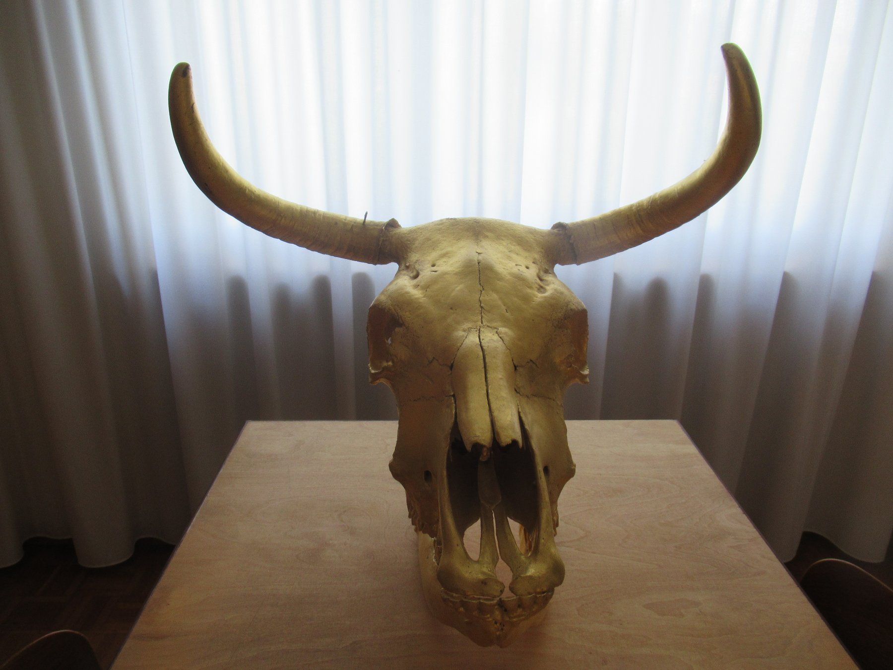 Skulpturen & Statuen: Kultobjekt Kuhschädel – Gebraucht aus Pratteln von chr_7jbk 1