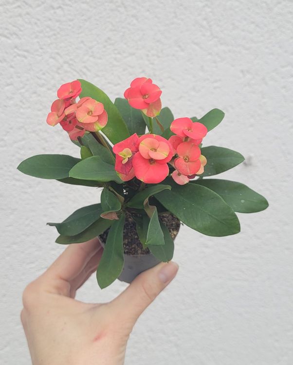 Euphorbia Milii Kaufen
