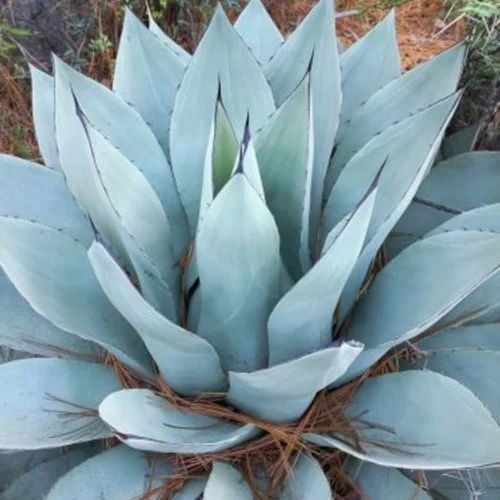 Pflanzen & Samen: Agave sp. Azul Monterrey - 30 Samen – Neu und originalverpackt aus Sumiswald von Cham14558