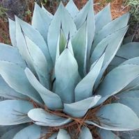 Agave sp. Azul Monterrey - 30 Samen