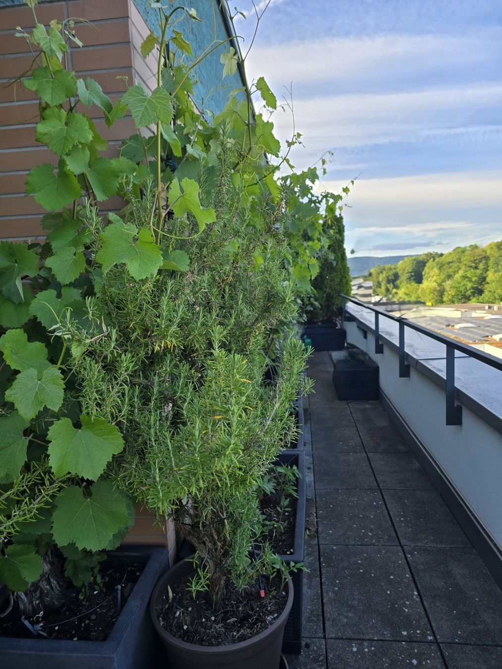 Piante & sementi: Rosmarinpflanze – Usato da Bergdietikon venduto da ewa1005 3