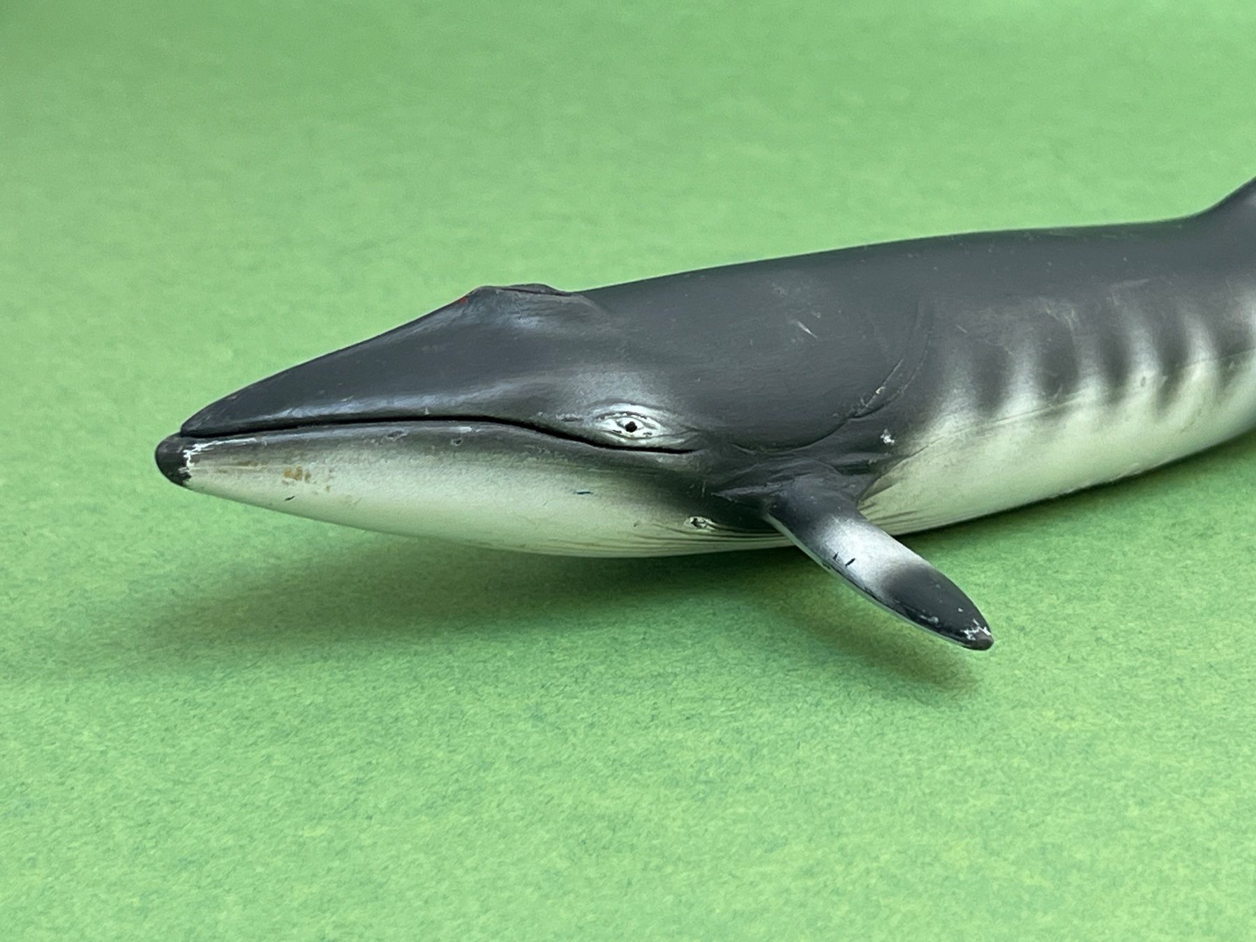 Schleich Statuette: SCHLEICH 16087 - Zwergwal Wal 1:32 – Usato da Ennetbaden venduto da mapa05 2