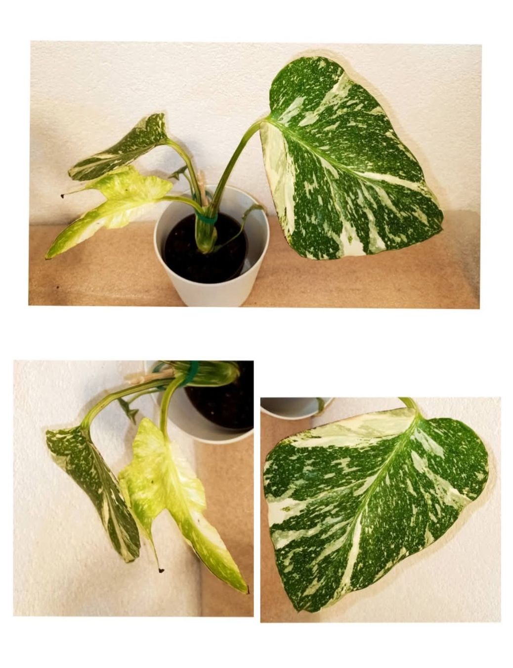 Pflanzen & Samen: Wunderschöne Monstera Thai Constellation – Neu (gemäss Beschreibung) aus schöftland von UniquePlants