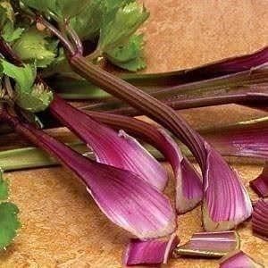 Piante & sementi: Céleri branche à tige rouge RARE 50g – Nuovo (secondo la descrizione) da Bremblens venduto da FIBONACCI369 1