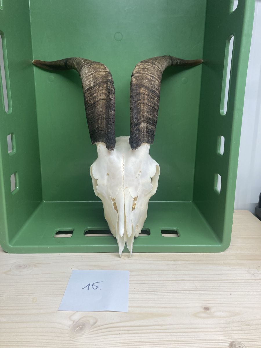Tutte le decorazioni: Schädel – Usato da Menznau venduto da ric_7wwk 1