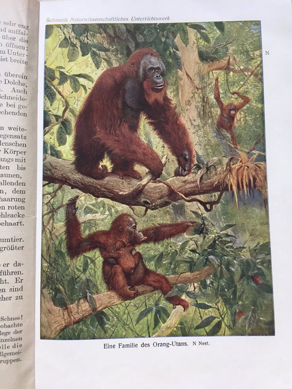 Libri: Antikes Tierkunde-Buch 1926 – Usato da Wettingen venduto da Ecaramel 2