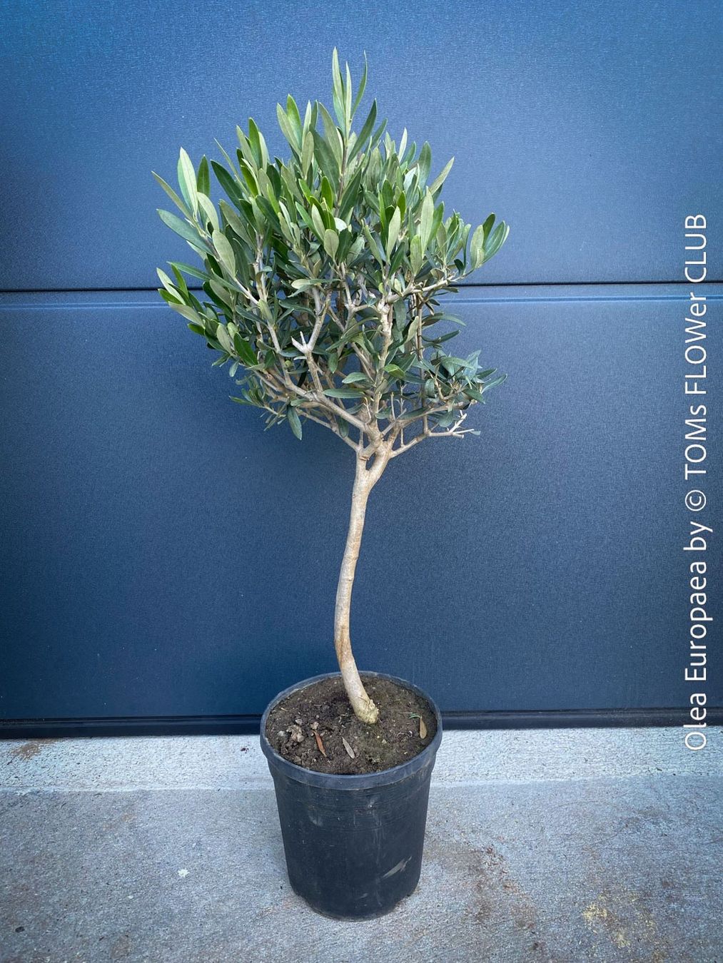 Piante & sementi: Olivenbaum - Olea Europaea - schönes Bäumchen – Nuovo e nell'imballaggio originale da Adliswil venduto da astom369 5