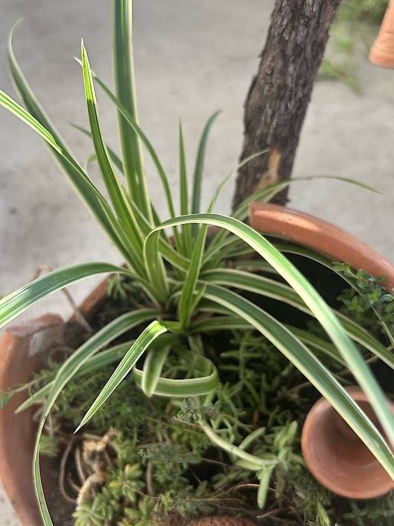 Vasi per fiori: Liegender Blumentopf bepflanzt  – Nuovo e nell'imballaggio originale da Frauenfeld venduto da Irene.Schuppli 2