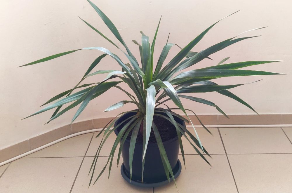 Yucca Palme Palmlilie Pflanze Balkon Terrasse Zimmer Kaufen auf Ricardo