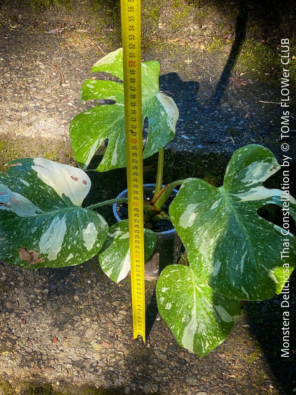 Piante & sementi: Monstera Deliciosa Thai Constellation - grossblättrig – Nuovo e nell'imballaggio originale da Adliswil venduto da astom369 6