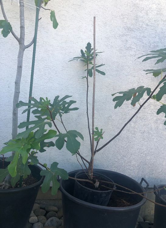 Feige Feigenbaum ficus Blumen Pflanzen Kaufen auf Ricardo