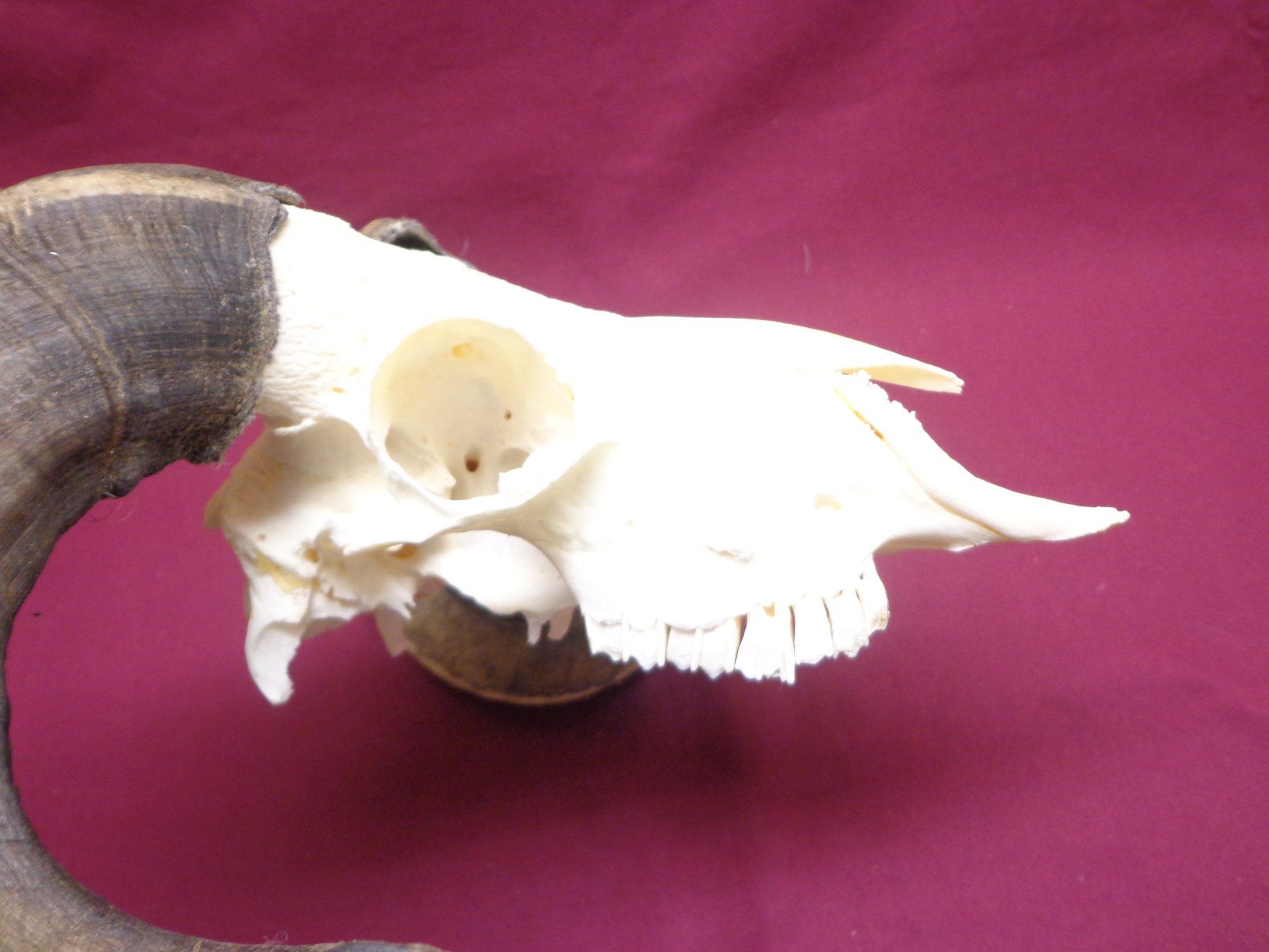 Il mondo degli animali: Widder, Geweihe, Trophäe, Horn, Dekoration, Jagd Abwurfst. – Usato da Andeer venduto da Baerenburger 3