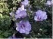 Hibiskus Strauch 15 Samen Kaufen auf Ricardo