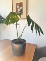 Monstera deliciosa 🌱