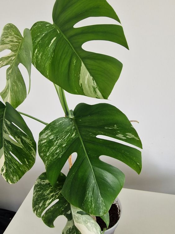 Monstera Borsigiana Albo Variegata mit 7 Blättern Kaufen auf Ricardo